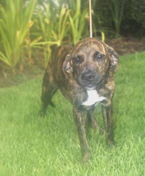 Ruthie -  Golden Retriever and Mixed Breed Dog for Adoption in Brunswick, Georgia - Ruthie | PetCurious