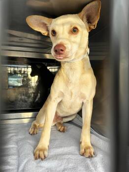 Keanu -  Mixed Breed Dog for Adoption in Nashville, Tennessee - Keanu | PetCurious