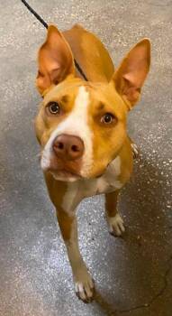 MELLO! -  Mixed Breed Dog for Adoption in Ocala, Florida - MELLO! | PetCurious