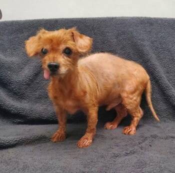 Boots (7182) -  Yorkshire Terrier Dog for Adoption in Lake City, Michigan - Boots (7182) | PetCurious