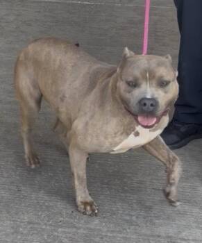 Sienna -  Pit Bull Terrier Dog for Adoption in Hoffman Estates, Illinois - Sienna | PetCurious