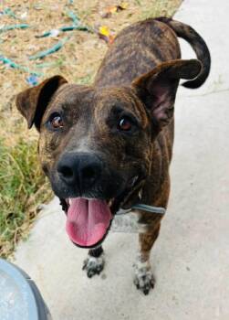 Plott Hound and Mountain Cur Dogs Available for Adoption in Harlingen, Texas - Tommy | PetCurious
