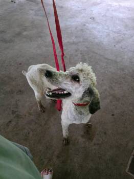 Angelo -  Golden Retriever Dog for Adoption in Lakewood Ranch, Florida - Angelo | PetCurious