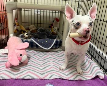 Rescue Chihuahua and French Bulldog Dogs for Adoption in Fall River, Massachusetts - Mighty Mouse | PetCurious