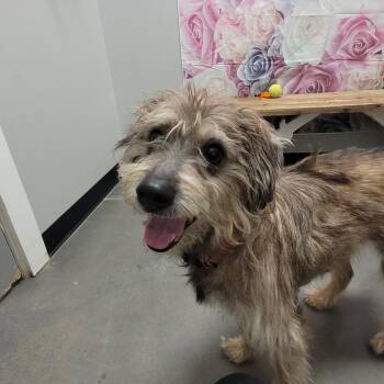 Wheaten Terrier Dogs Available for Adoption in Normal, Illinois - Toby | PetCurious