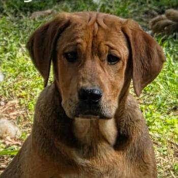 Coonhound and Terrier Dogs Available for Adoption - Elly May | PetCurious
