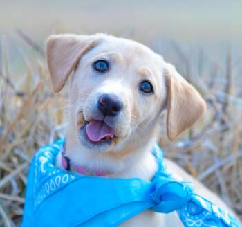 Yellow Labrador Retriever Dogs Available for Adoption - Eloise | PetCurious