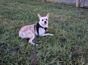 Rescue Chihuahua and Mixed Breed Dogs for Adoption in Frankfort, Kentucky - Goliath 5649 D | PetCurious