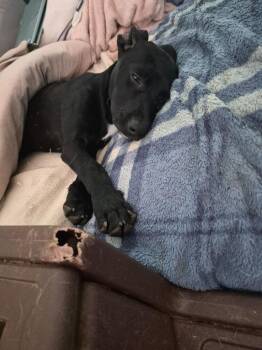 Salty -  Terrier Dog for Adoption in Candler, North Carolina - Salty | PetCurious