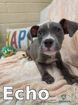 Echo -  Pit Bull Terrier Dog for Adoption in Rocky Mount, North Carolina - Echo | PetCurious