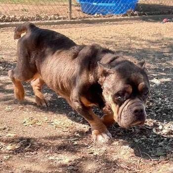 Gabby -  English Bulldog Dog for Adoption in Turlock, California - Gabby | PetCurious
