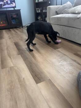 Golden Retriever and Pit Bull Terrier Dogs Available for Adoption - Ireland | PetCurious