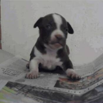 Cosmic Brownie -  Chihuahua Dog for Adoption in Park Row, Texas - Cosmic Brownie | PetCurious