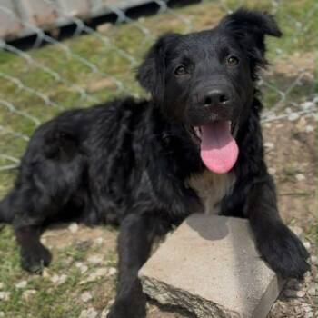 Flat Coated Retriever and Australian Shepherd Dogs Available for Adoption in Muskego, Wisconsin - Carbon The Lab/Aussie Shepherd Mix! | PetCurious