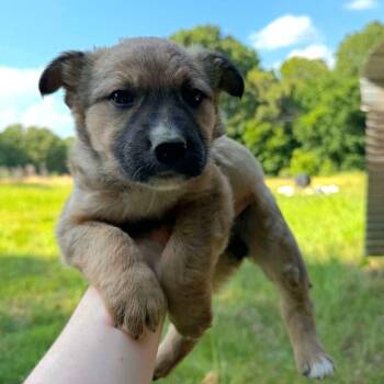 CT Hermione avail Jun 6 (Quarry Campground- Tolland, CT) -  Shepherd and Mixed Breed Dog for Adoption in Stormville, New York - CT Hermione Avail Jun 6 (Quarry Campground- Tolland, CT) | PetCurious