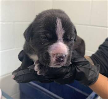 WOLFS BANE -  Pit Bull Terrier and Mixed Breed Dog for Adoption in Corpus Christi, Texas - WOLFS BANE | PetCurious
