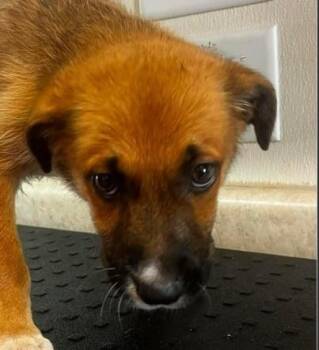 Scout -  Shepherd and Mixed Breed Dog for Adoption in Kansas City, Missouri - Scout | PetCurious