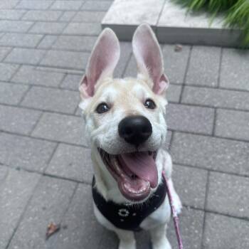 Desi -  Husky Dog for Adoption in Oakville, Ontario - Desi | PetCurious