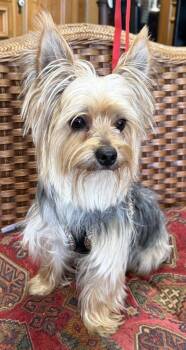 Yorkshire Terrier Dogs Available for Adoption - Montgomery | PetCurious
