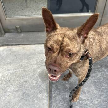 Puffin -  Chihuahua Dog for Adoption in Buffalo, New York - Puffin | PetCurious