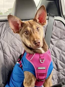 FAITH.....like a mini-shepherd -  Australian Kelpie and Shepherd Dog for Adoption - FAITH.....like A Mini-shepherd | PetCurious
