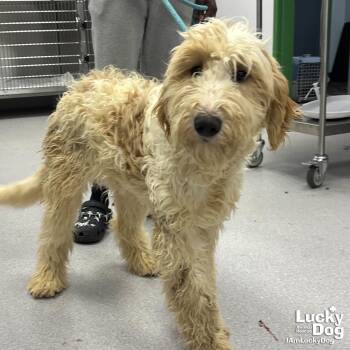 Golden Retriever and Poodle Dogs Available for Adoption - Cloud | PetCurious