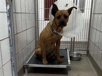 Black Mouth Cur and Mixed Breed Dogs Available for Adoption in Colorado Springs, Colorado - SWEET PEA | PetCurious