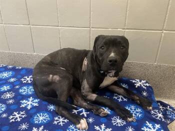 Boxer and Mixed Breed Dogs Available for Adoption - HONEY | PetCurious