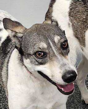 Rescue Labrador Retriever and Husky Dogs for Adoption in Toronto, Ontario - Harley | PetCurious