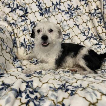 Terrier and Schnoodle Dogs Available for Adoption in Lisbon, Ohio - Domino | PetCurious