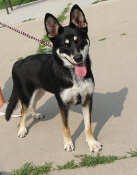 Raccoon (Photos August 9th 2026) -  Australian Shepherd and Husky Dog for Adoption in Marietta, Ohio - Raccoon (Photos August 9th 2026) | PetCurious