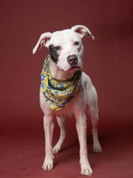 Winter -  Pit Bull Terrier and Mixed Breed Dog for Adoption in Atlanta, Georgia - Winter | PetCurious