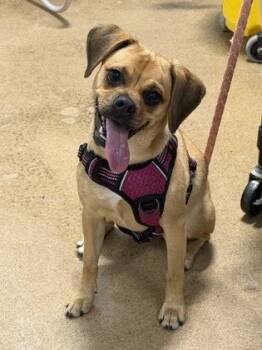 IGGY POP -  Pug Dog for Adoption in Lakewood Ranch, Florida - IGGY POP | PetCurious