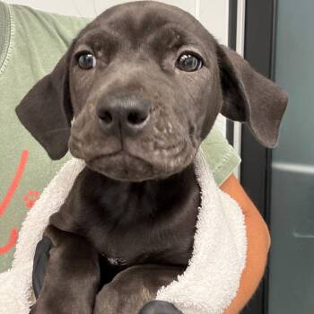 Maybe -  Terrier and Labrador Retriever Dog for Adoption in Portland, Oregon - Maybe | PetCurious