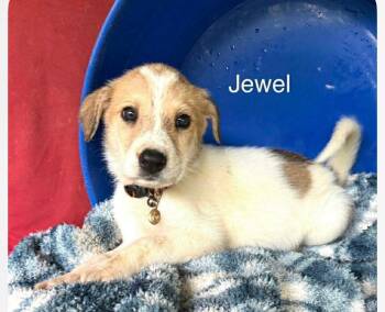 Great Pyrenees Dogs Available for Adoption in Columbia, Maryland - Jewel Cs | PetCurious
