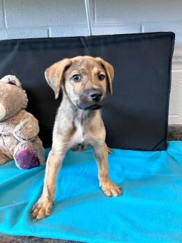 Landau -  Mixed Breed Dog for Adoption in Jackson, Tennessee - Landau | PetCurious
