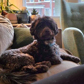 Poodle and Shih Tzu Dogs Available for Adoption in Chicago, Illinois - Apollo | PetCurious