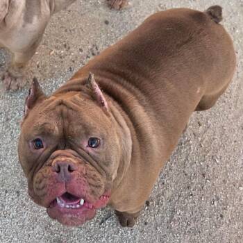LUNA -  American Bully and French Bulldog Dog for Adoption in Marana, Arizona - LUNA | PetCurious