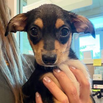 Wallace -  Mixed Breed Dog for Adoption in Bend, Oregon - Wallace | PetCurious