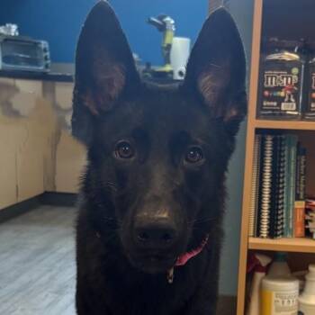 26-0512 "Ducky -  German Shepherd Dog Dog for Adoption in Leavenworth, Kansas - 26-0512 "Ducky | PetCurious