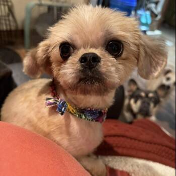 Rex -  Shih Tzu and Yorkshire Terrier Dog for Adoption in Pelham, New Hampshire - Rex | PetCurious