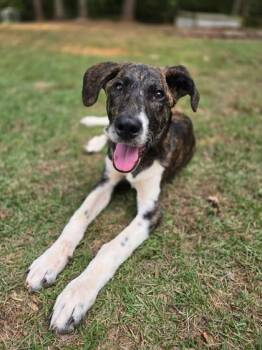 Clark -  Pit Bull Terrier and Mixed Breed Dog for Adoption in Lawrenceville, Georgia - Clark | PetCurious