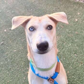 Rescue Mixed Breed Dogs for Adoption in Media, Pennsylvania - Layla | PetCurious