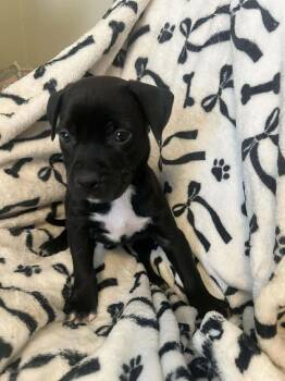 Labrador Retriever Dogs Available for Adoption - Ninja | PetCurious