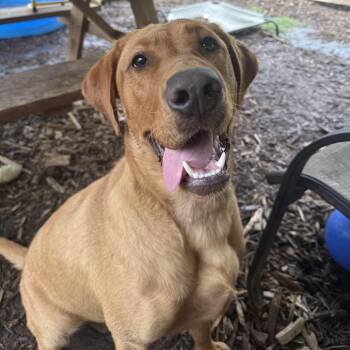 Rita -  Labrador Retriever Dog for Adoption in Southside, Tennessee - Rita | PetCurious