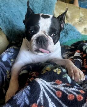 Lulu in MO -  Boston Terrier Dog for Adoption - Lulu In MO | PetCurious