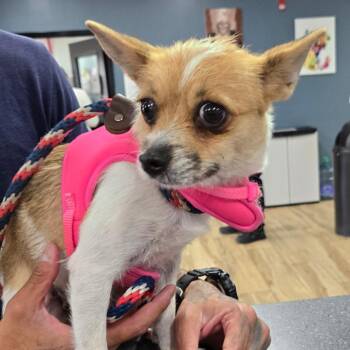 Sage -  Pomeranian and Chihuahua Dog for Adoption in Newark, New Jersey - Sage | PetCurious