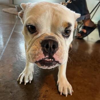 English Bulldog and French Bulldog Dogs Available for Adoption in Palm Springs, California - Esperanza | PetCurious