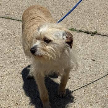 Rescue Terrier Dogs for Adoption - Johnny | PetCurious