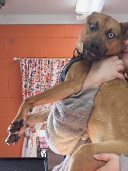 Rescue Husky and Labrador Retriever Dogs for Adoption in Crandon, Wisconsin - Beaver | PetCurious